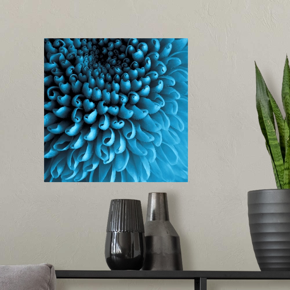 A modern room featuring Up close photograph of curled Chrysanthemum petals.