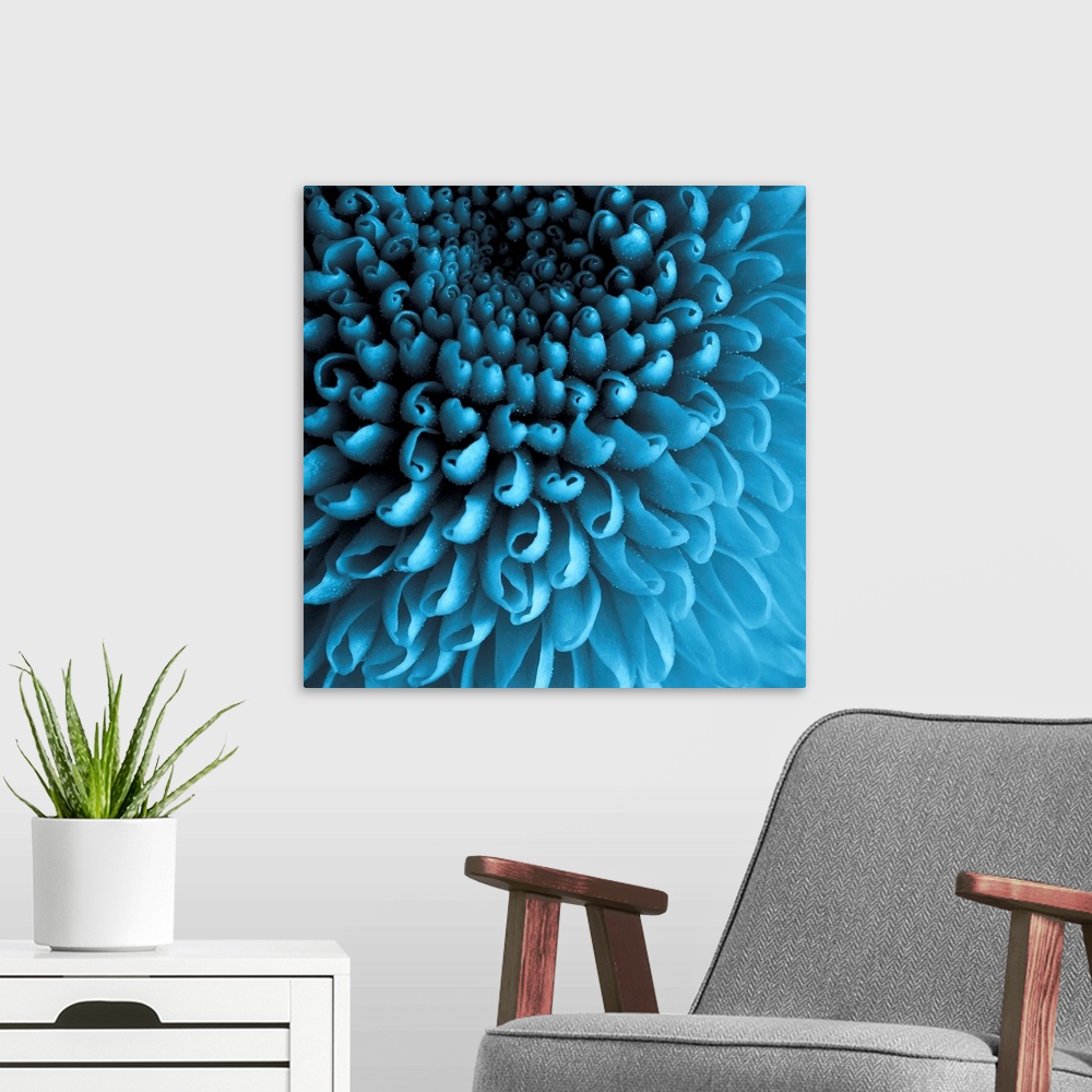 A modern room featuring Up close photograph of curled Chrysanthemum petals.