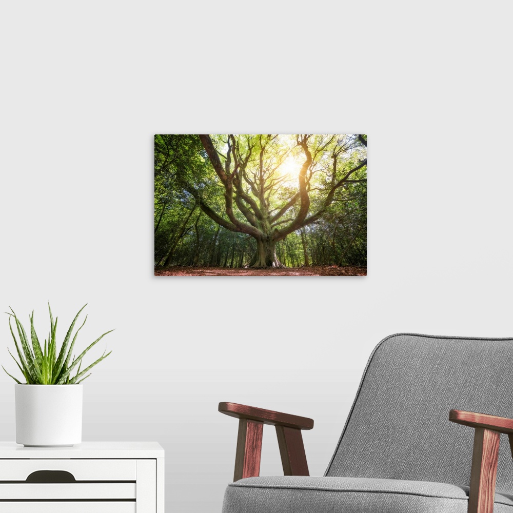 A modern room featuring Big beech tree in the legendary broceliande forest with sun ray lights