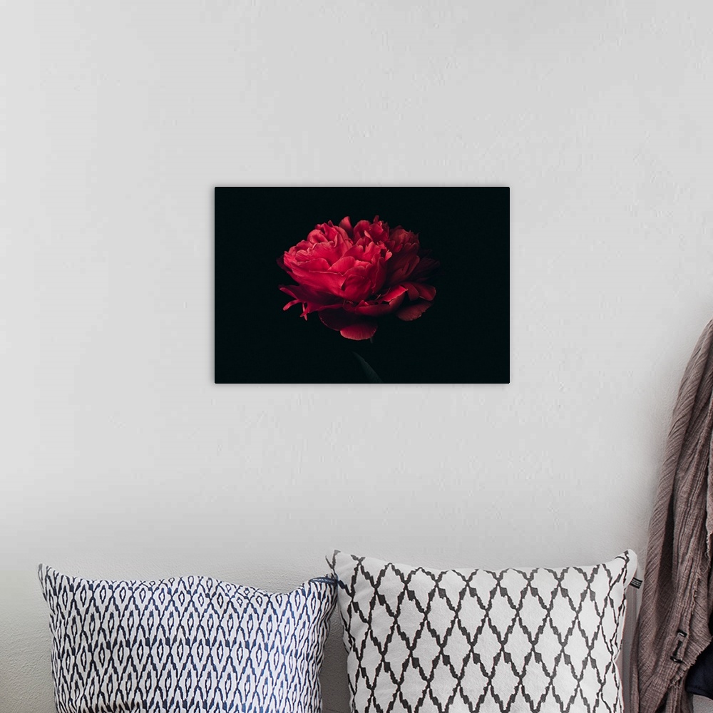 A bohemian room featuring Big head of red peony on a black background