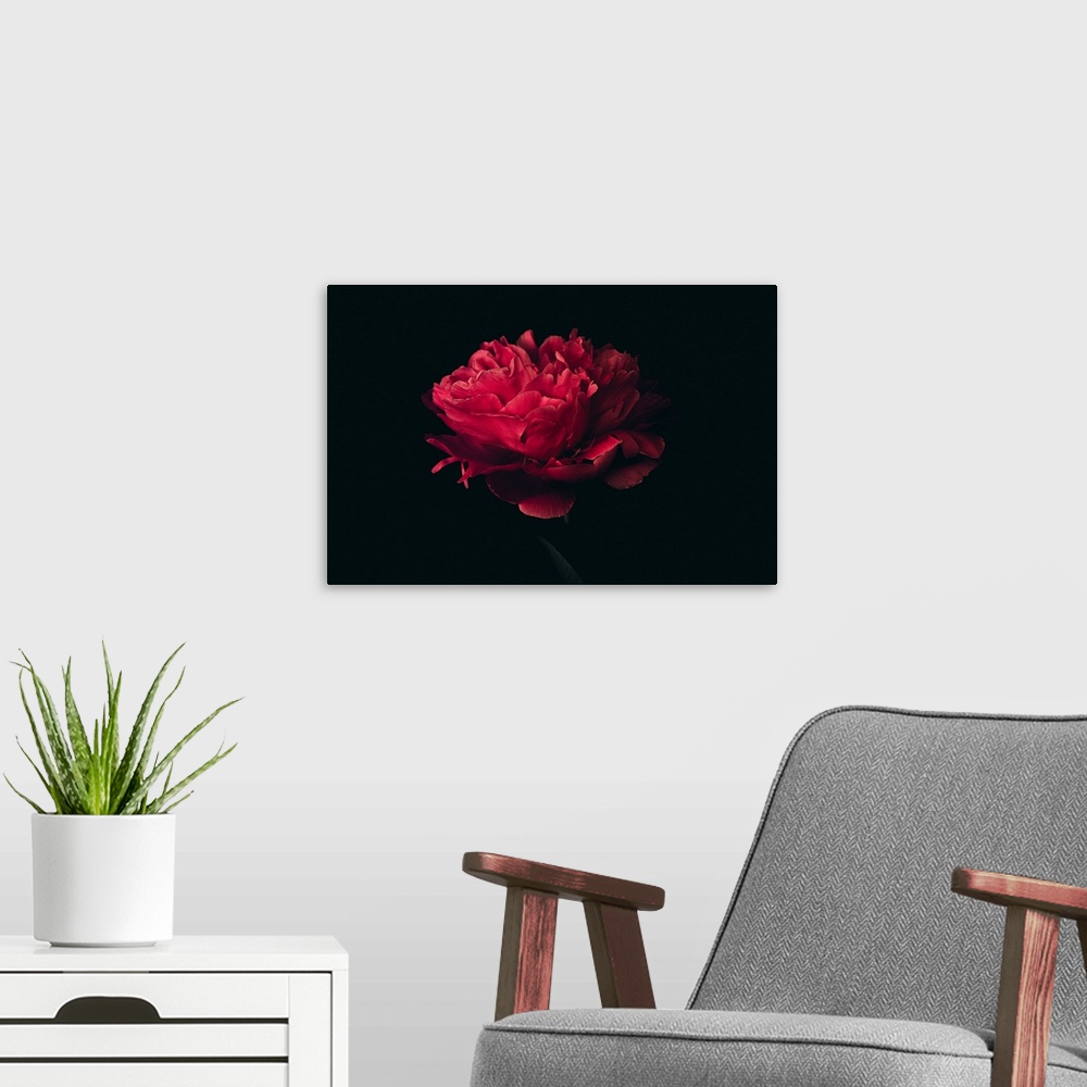 A modern room featuring Big head of red peony on a black background