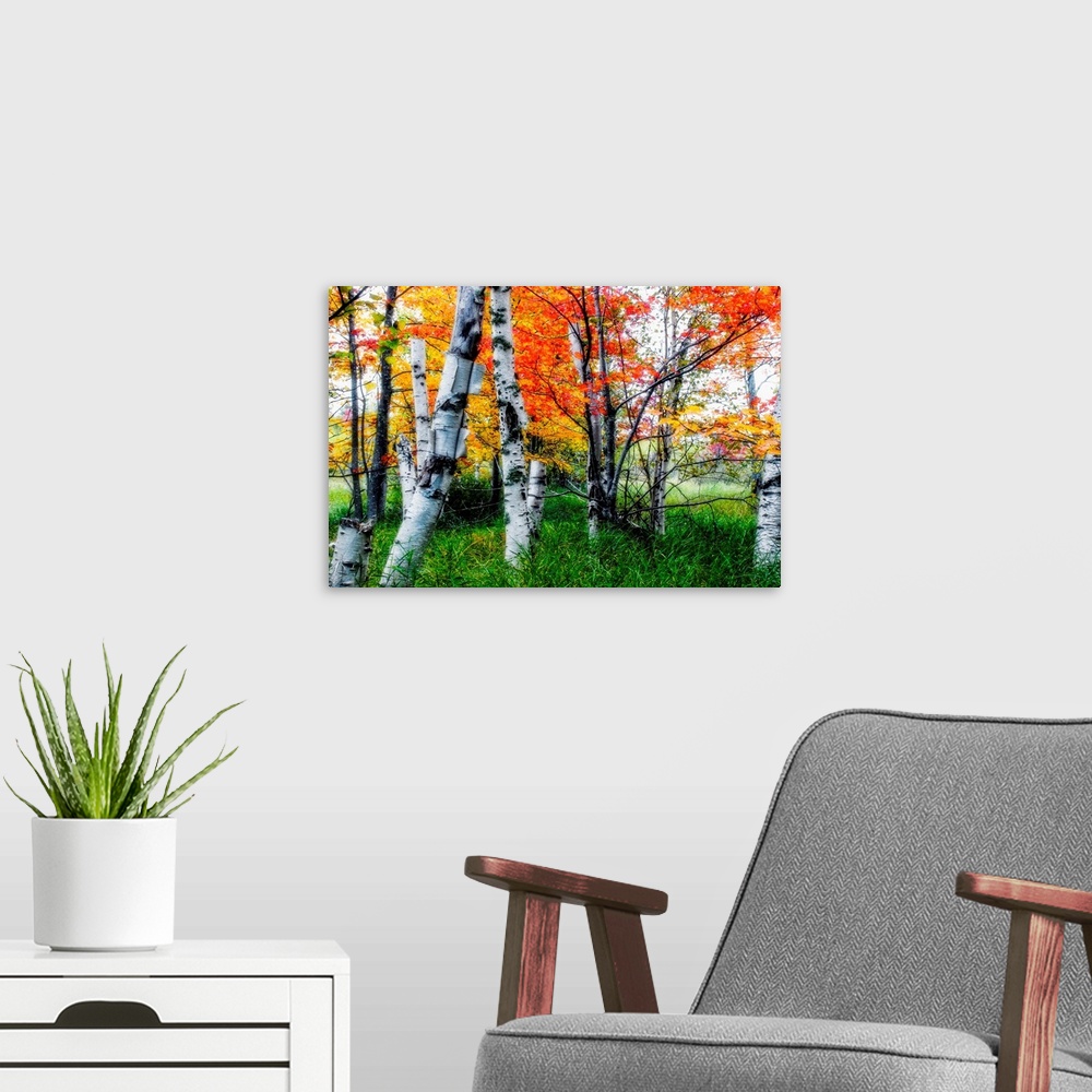A modern room featuring Large image on canvas of trees with vivid fall foliage amongst long grass.