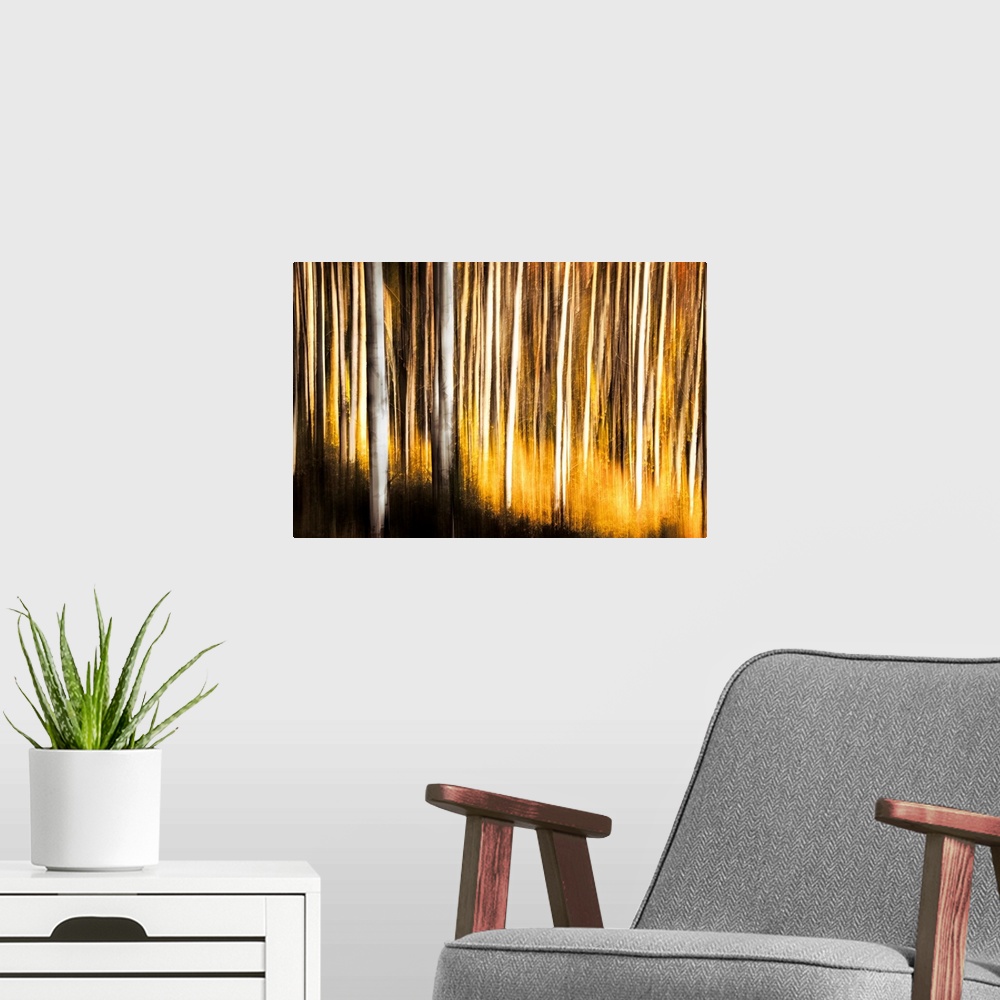 A modern room featuring Painting on canvas of a forest full of thin trunked trees with bright fall foliage.