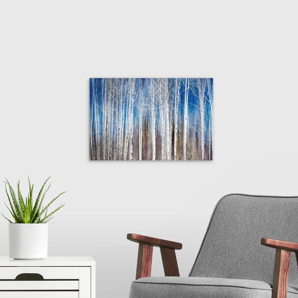 A modern room featuring Oversized, landscape painting of a dense forest of thin birch trees with bare branches, on a stre...