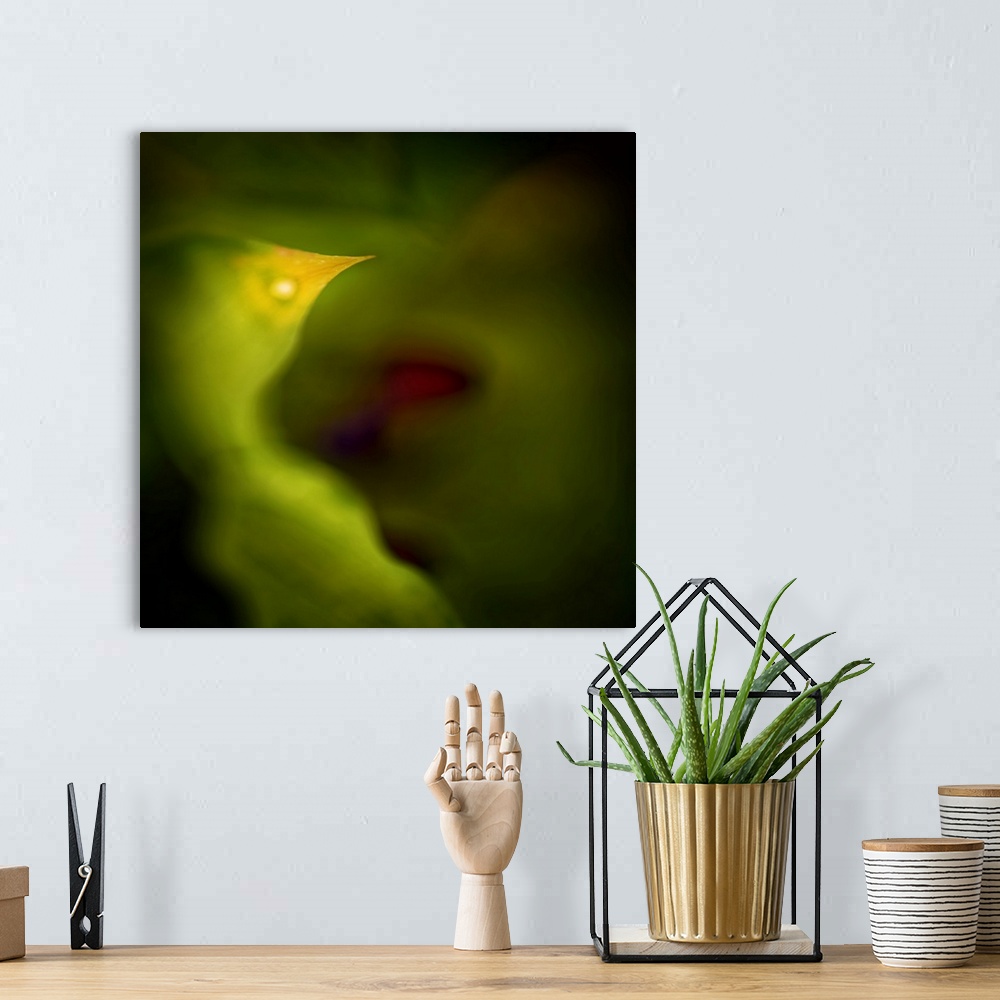 A bohemian room featuring Closeup of the tip of a leaf, yellowed in Fall. Image made using extreme shallow depth of field t...