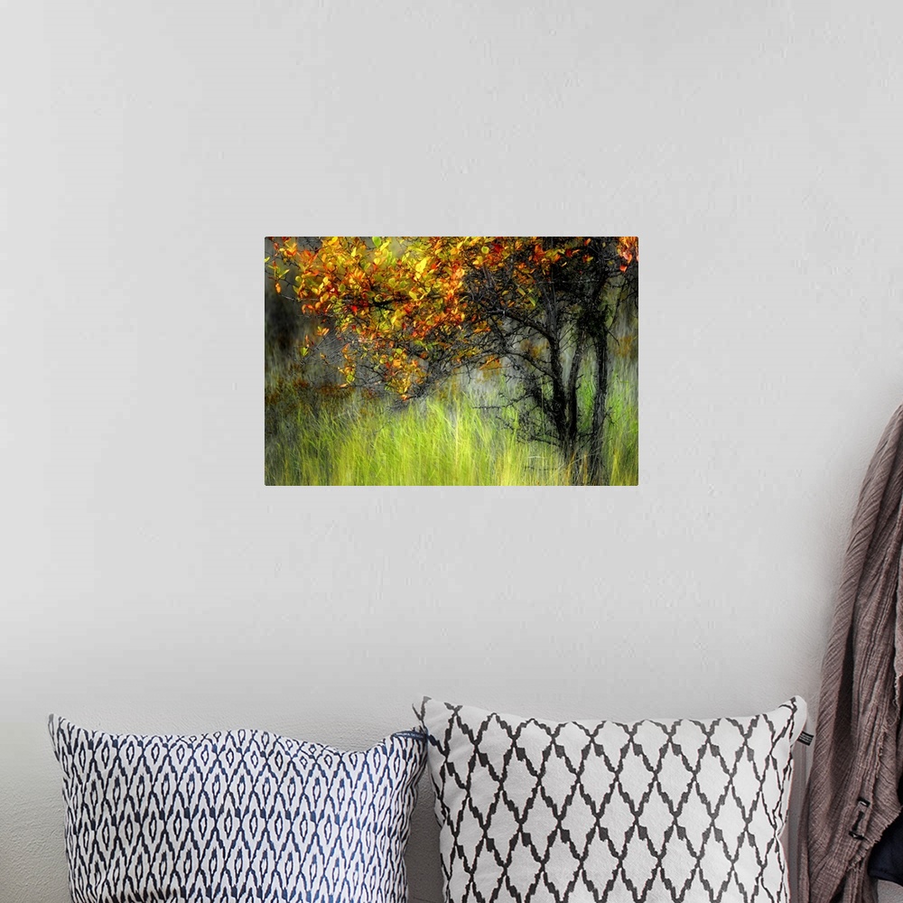 A bohemian room featuring Photograph of  tree covered in autumn leaves surrounded by tall grass.