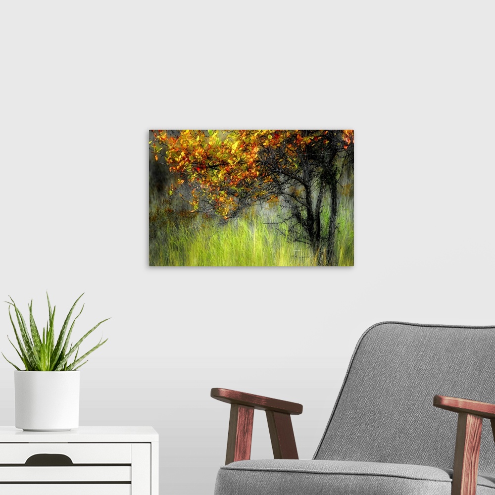 A modern room featuring Photograph of  tree covered in autumn leaves surrounded by tall grass.