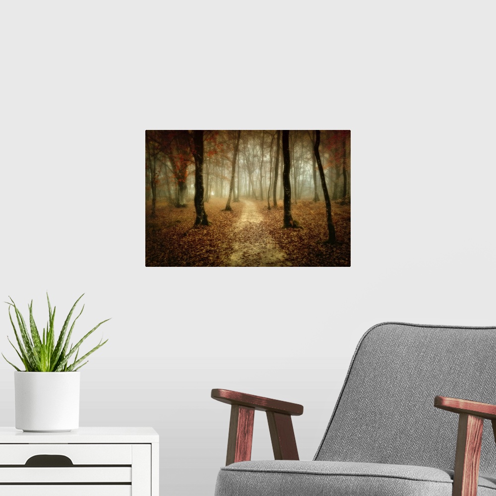 A modern room featuring Slightly blurred photograph of dirt path in the forest that covered with fallen leaves.