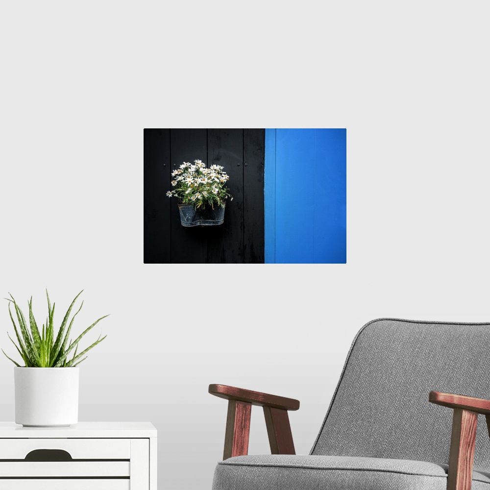 A modern room featuring A planter on the side of a black and blue wall holding several white flowers.