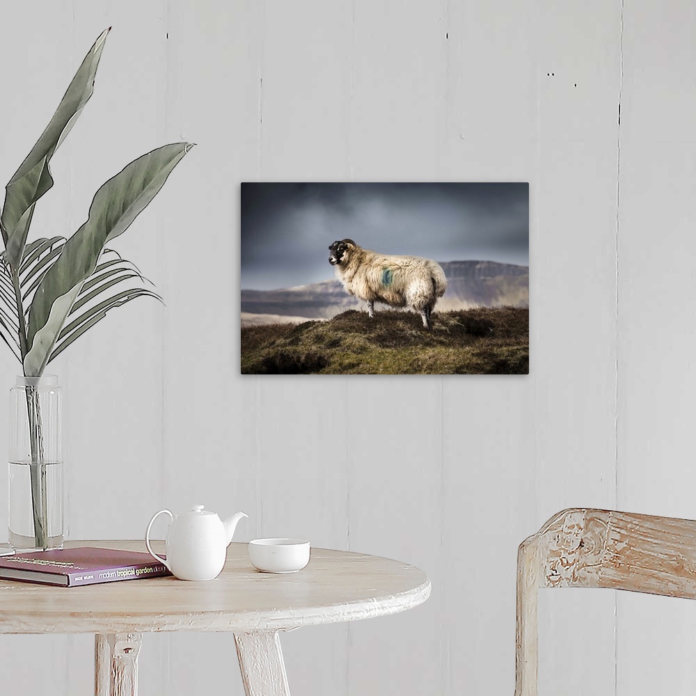 A farmhouse room featuring Wild Blackface Sheep standing on the hills of the Quiraing on the Isle of Skye with stormy skye i...