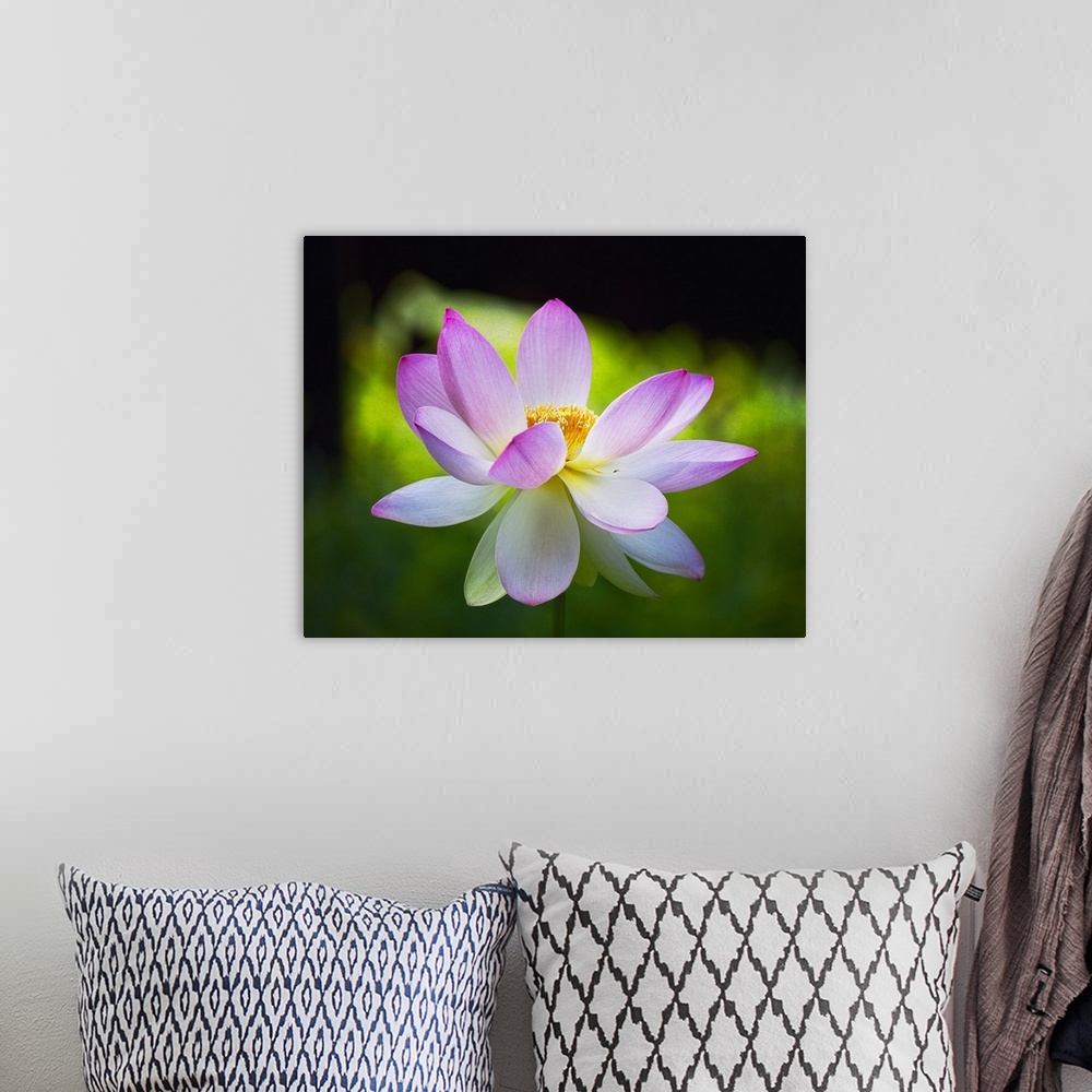 A bohemian room featuring A photograph of a close-up of a pink lotus in bloom.
