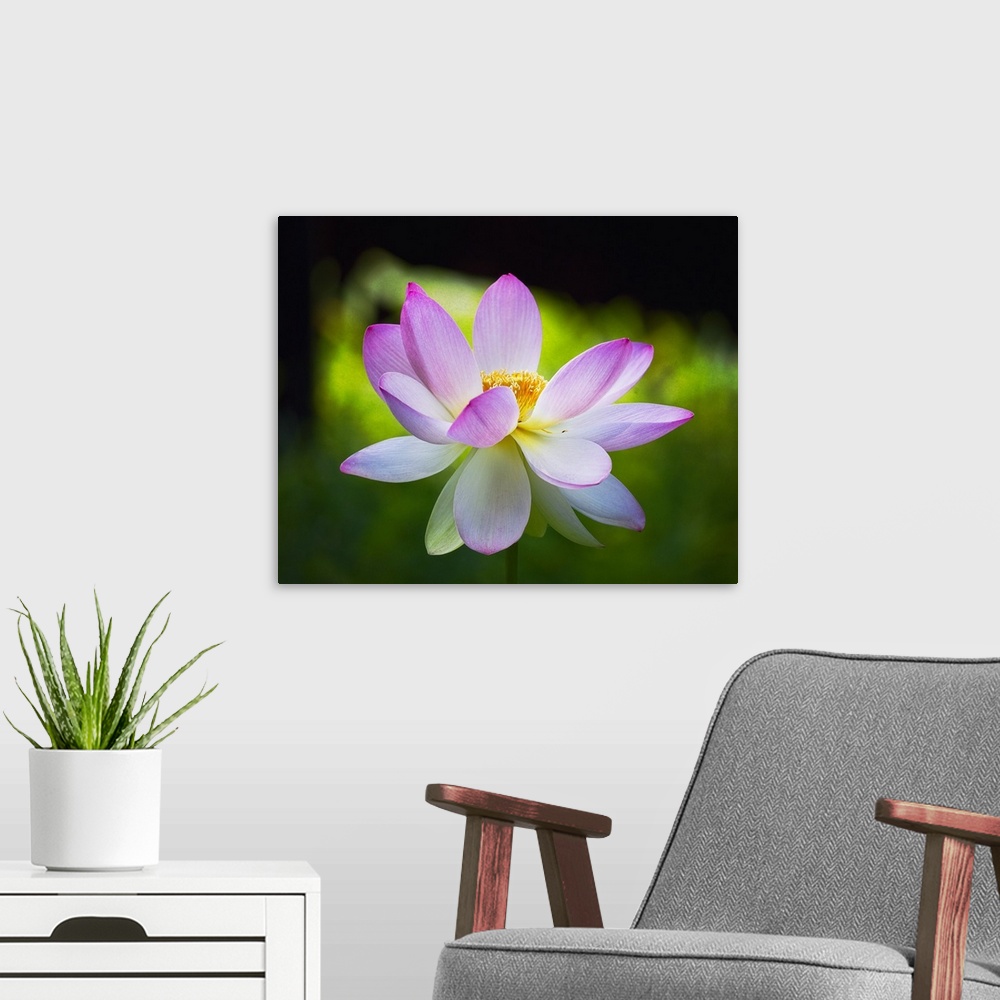 A modern room featuring A photograph of a close-up of a pink lotus in bloom.