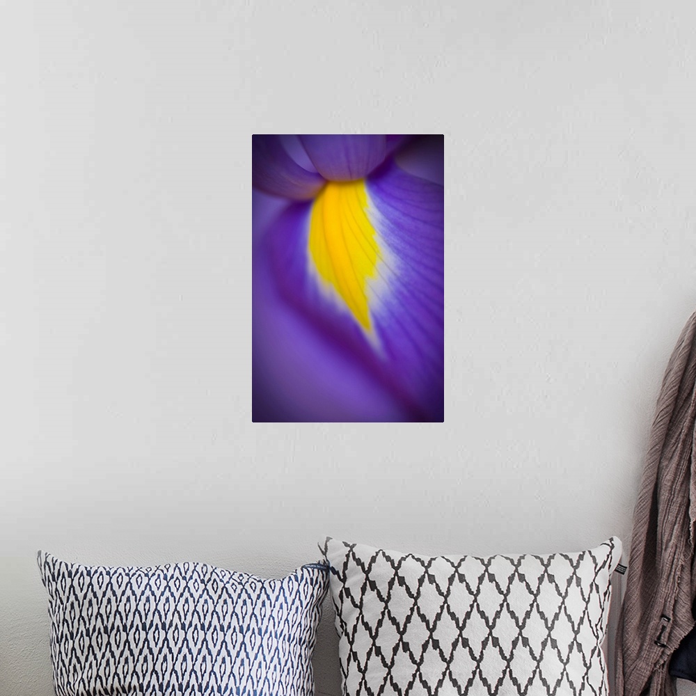 A bohemian room featuring A close-up of a deep purple iris with a yellow flash.