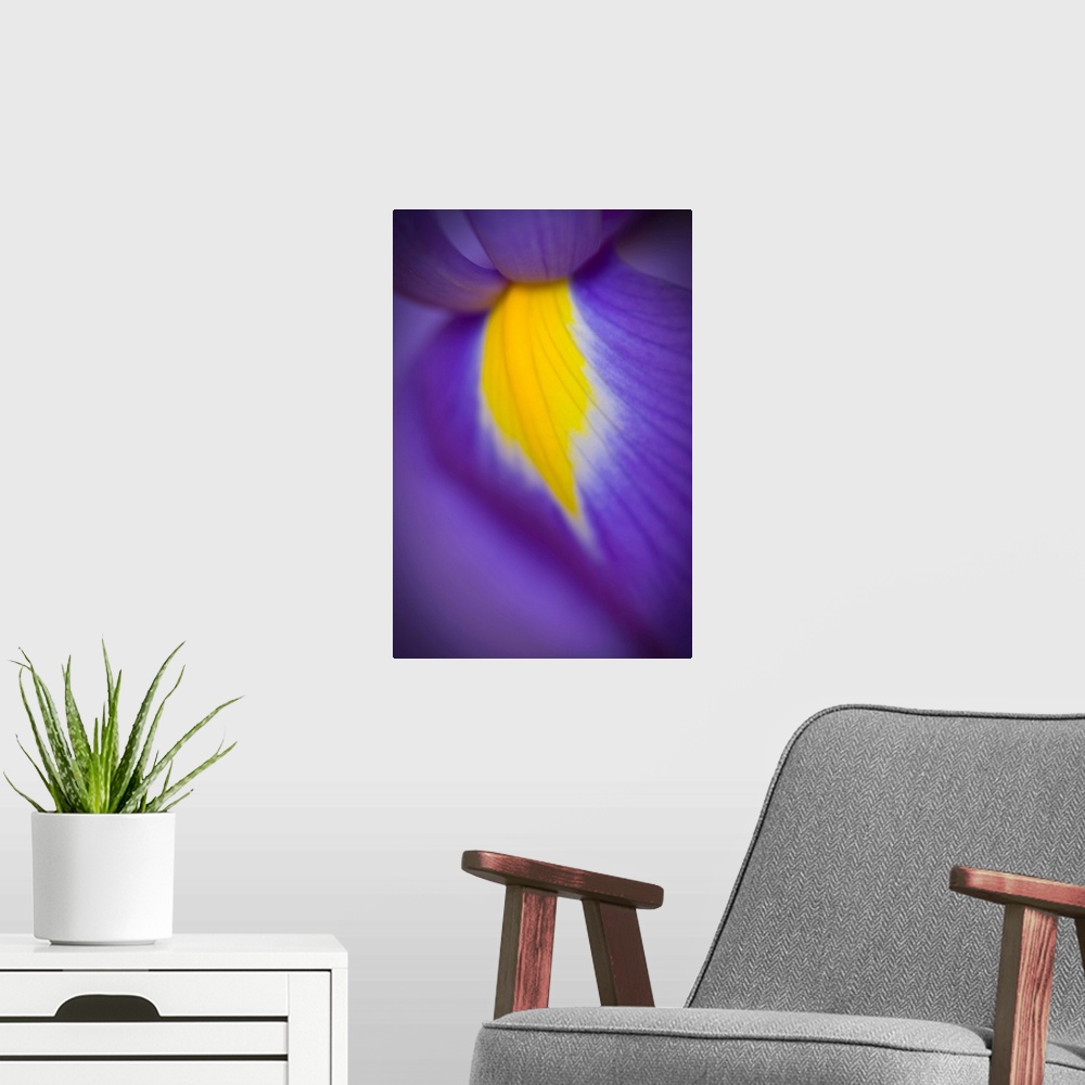 A modern room featuring A close-up of a deep purple iris with a yellow flash.