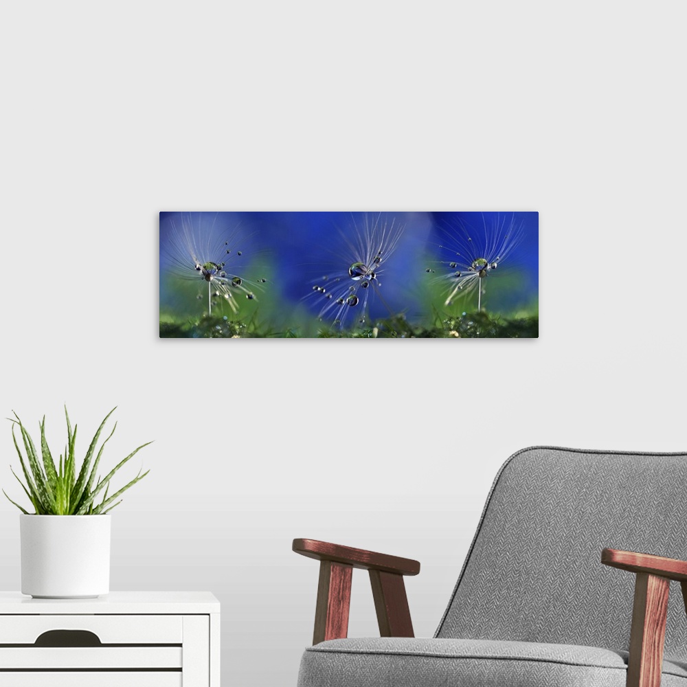 A modern room featuring Three small dandelion seeds covered in dew drops.
