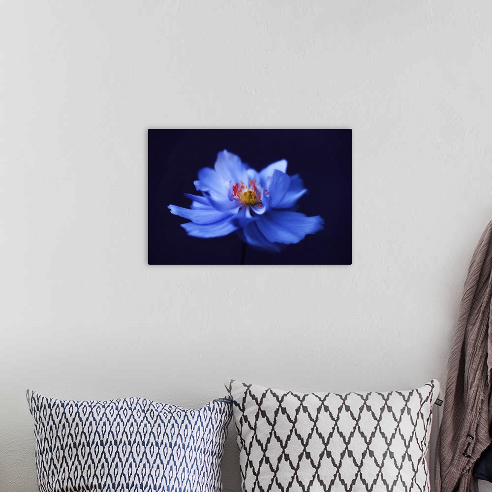 A bohemian room featuring Close-up blue anemone