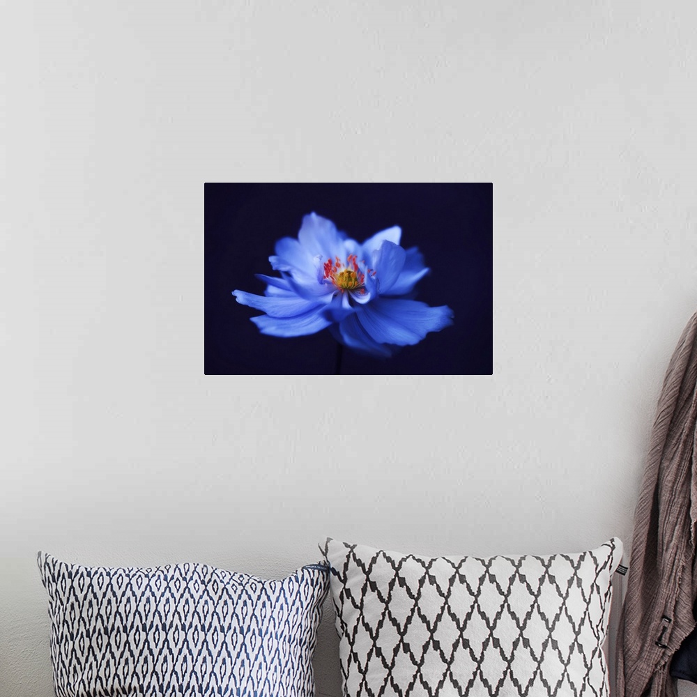 A bohemian room featuring Close-up blue anemone