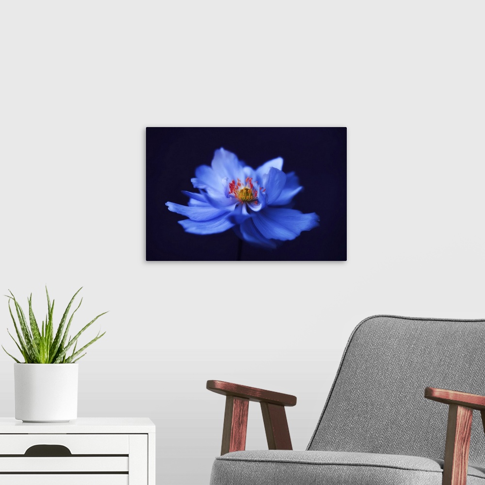 A modern room featuring Close-up blue anemone