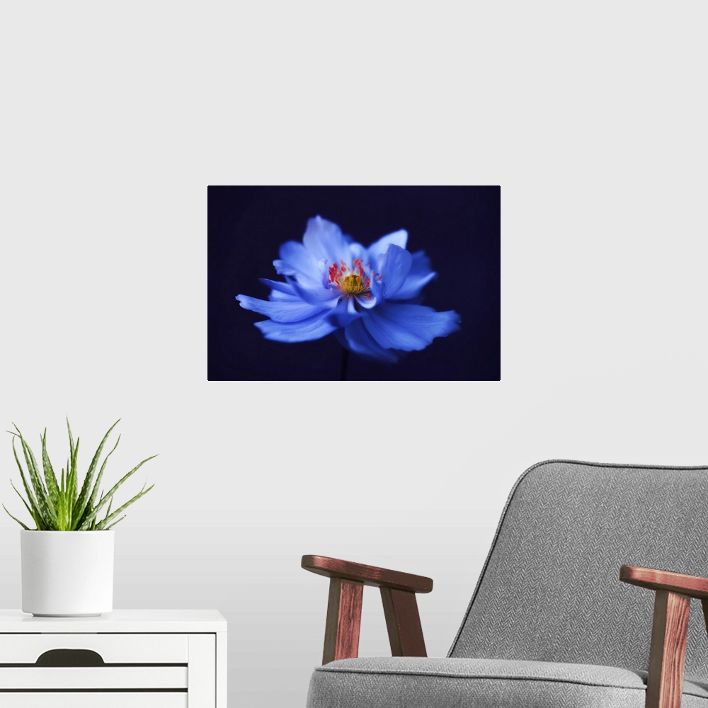 A modern room featuring Close-up blue anemone