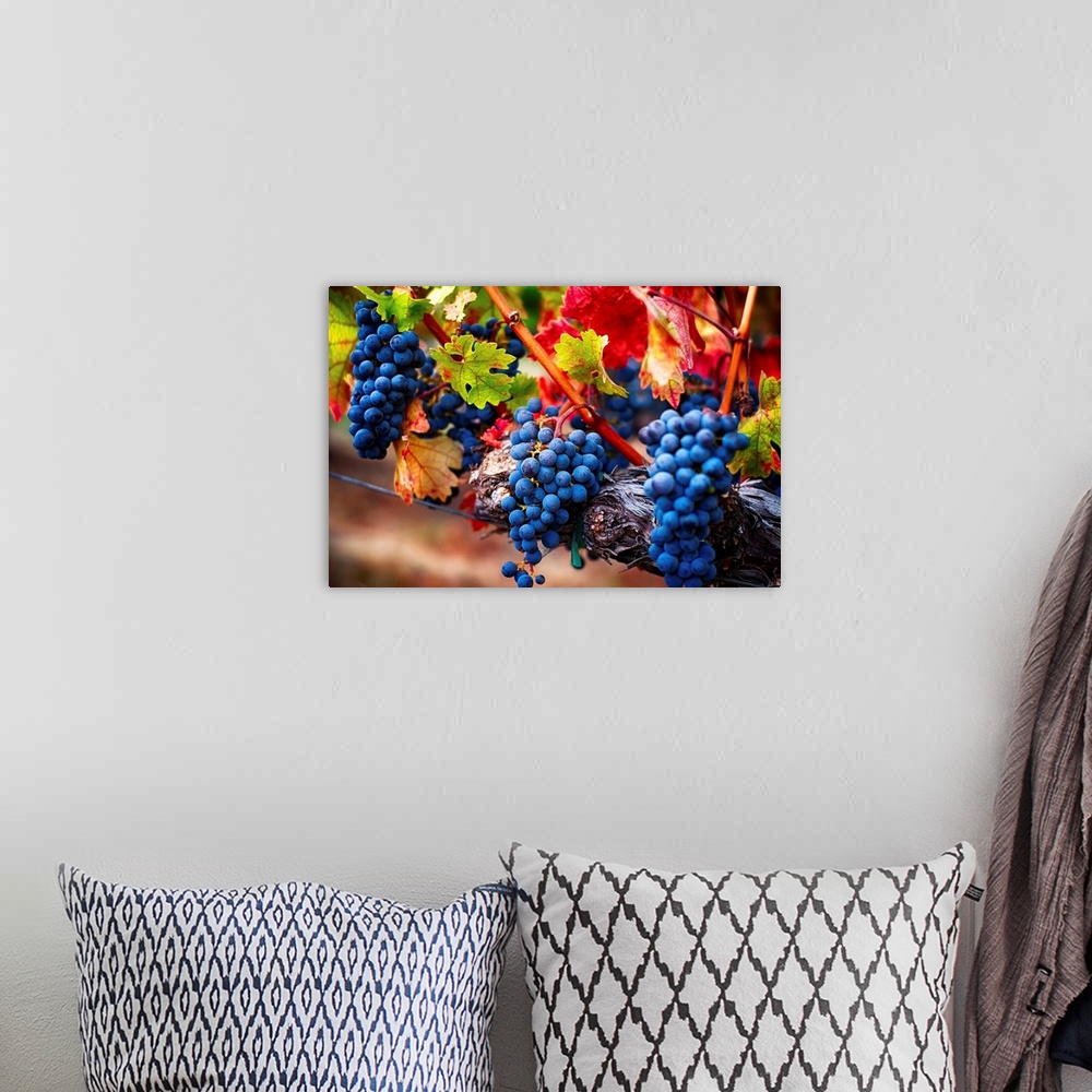 A bohemian room featuring Fine art photo of a boldly colored bunch of grapes still on the vine.