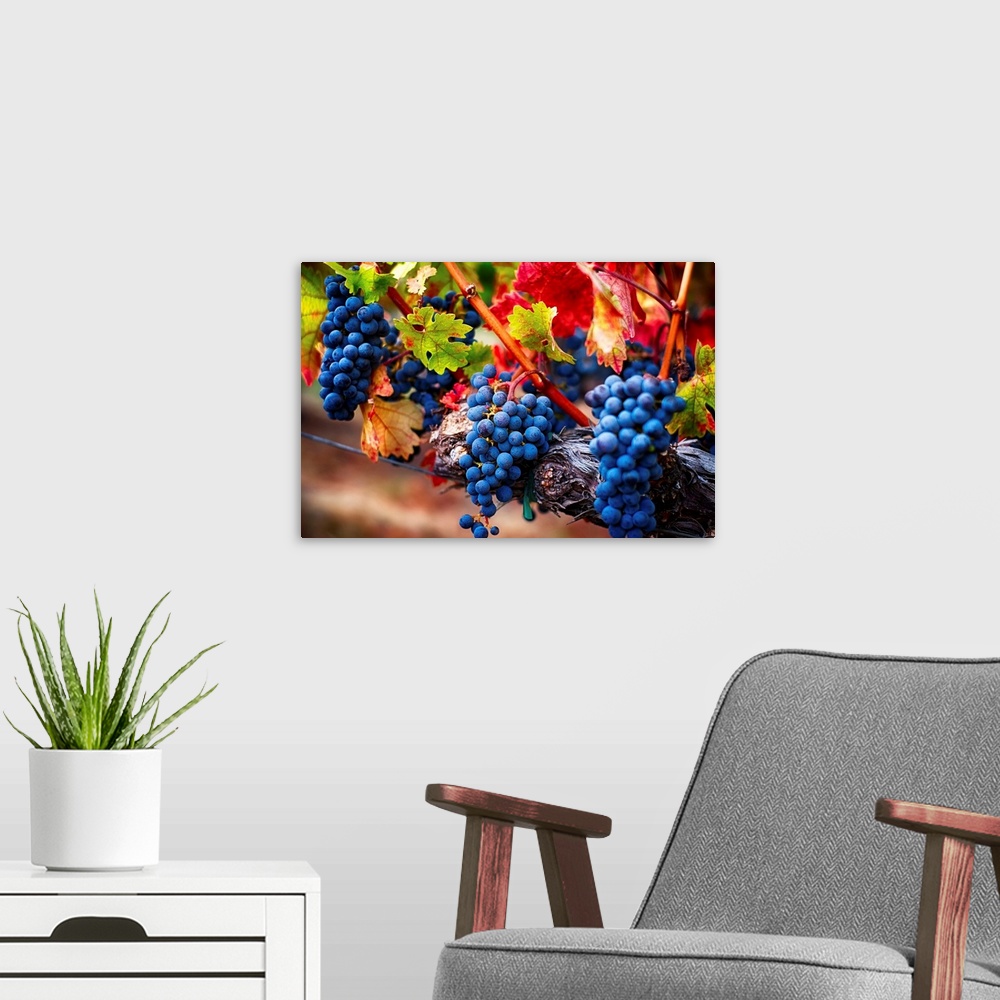 A modern room featuring Fine art photo of a boldly colored bunch of grapes still on the vine.