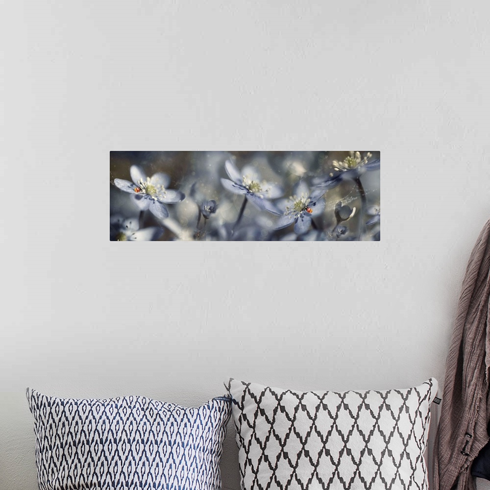 A bohemian room featuring Panoramic, dreamlike image of gray-blue flowers with two ladybugs and bokeh lighting.
