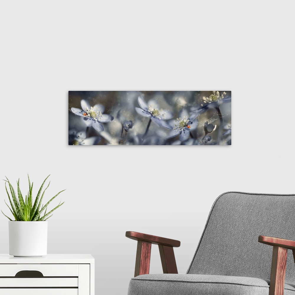 A modern room featuring Panoramic, dreamlike image of gray-blue flowers with two ladybugs and bokeh lighting.