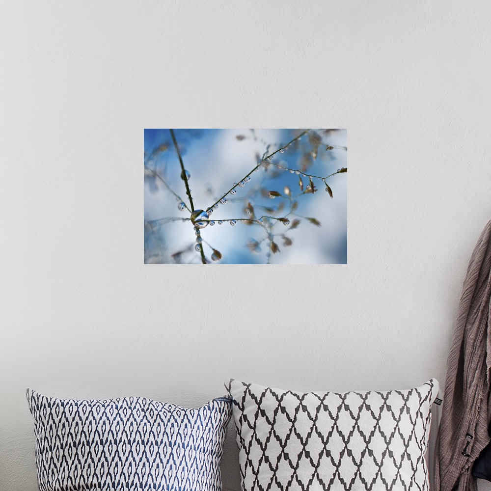 A bohemian room featuring A macro photograph of a water droplet hanging off a thin branch.