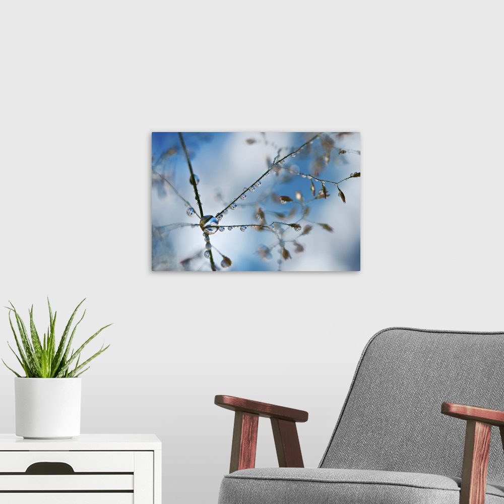 A modern room featuring A macro photograph of a water droplet hanging off a thin branch.