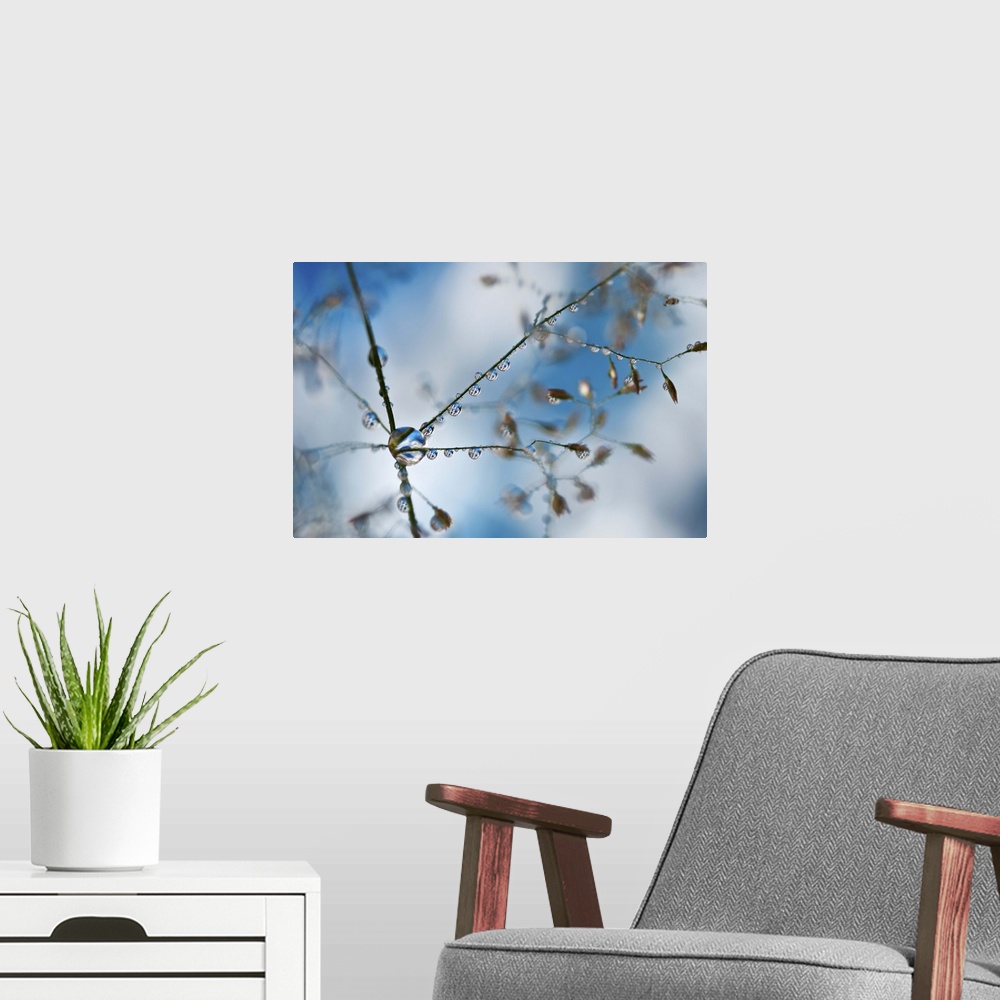 A modern room featuring A macro photograph of a water droplet hanging off a thin branch.
