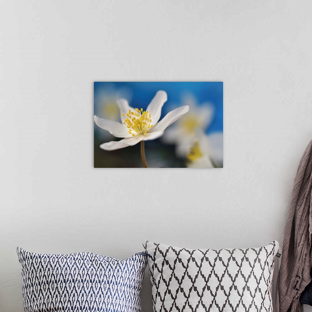 A bohemian room featuring Macro image of a white flower with a bright yellow center with a shallow depth of field.