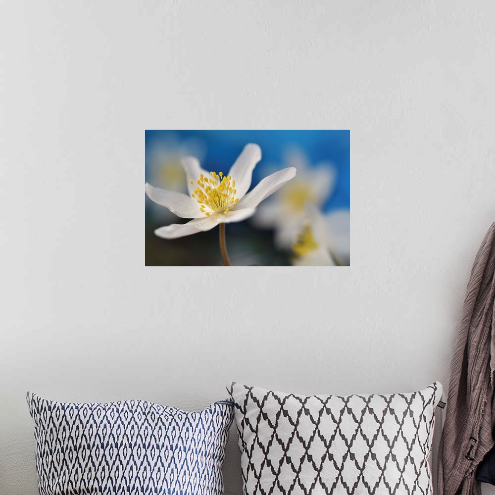 A bohemian room featuring Macro image of a white flower with a bright yellow center with a shallow depth of field.