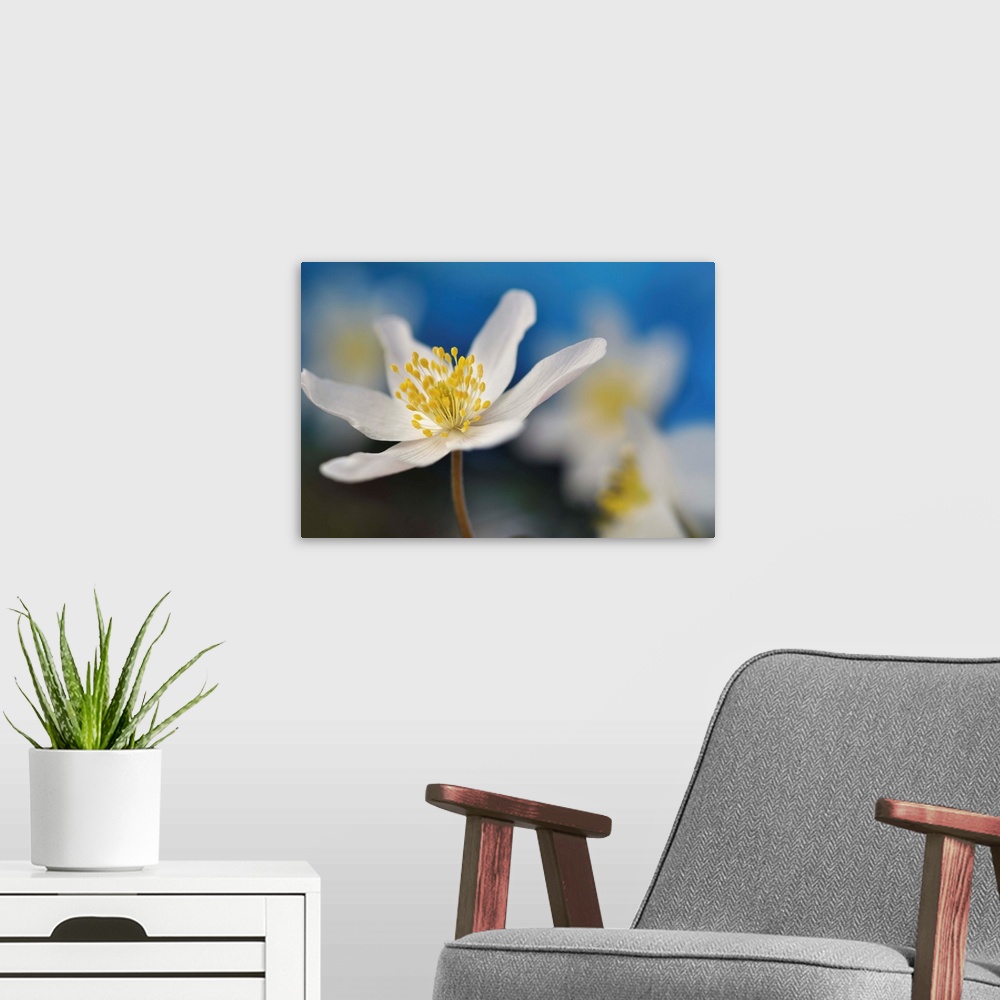A modern room featuring Macro image of a white flower with a bright yellow center with a shallow depth of field.