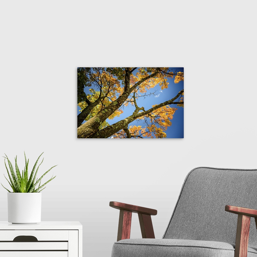 A modern room featuring A tree in Nelson, BC with beautiful fall leaves.