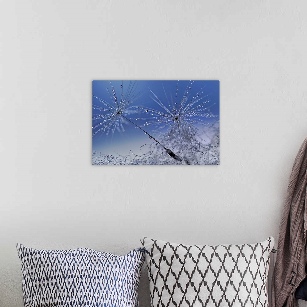A bohemian room featuring Macro photograph of dandelion seeds covered in tiny drops of water with a blue and gray background.