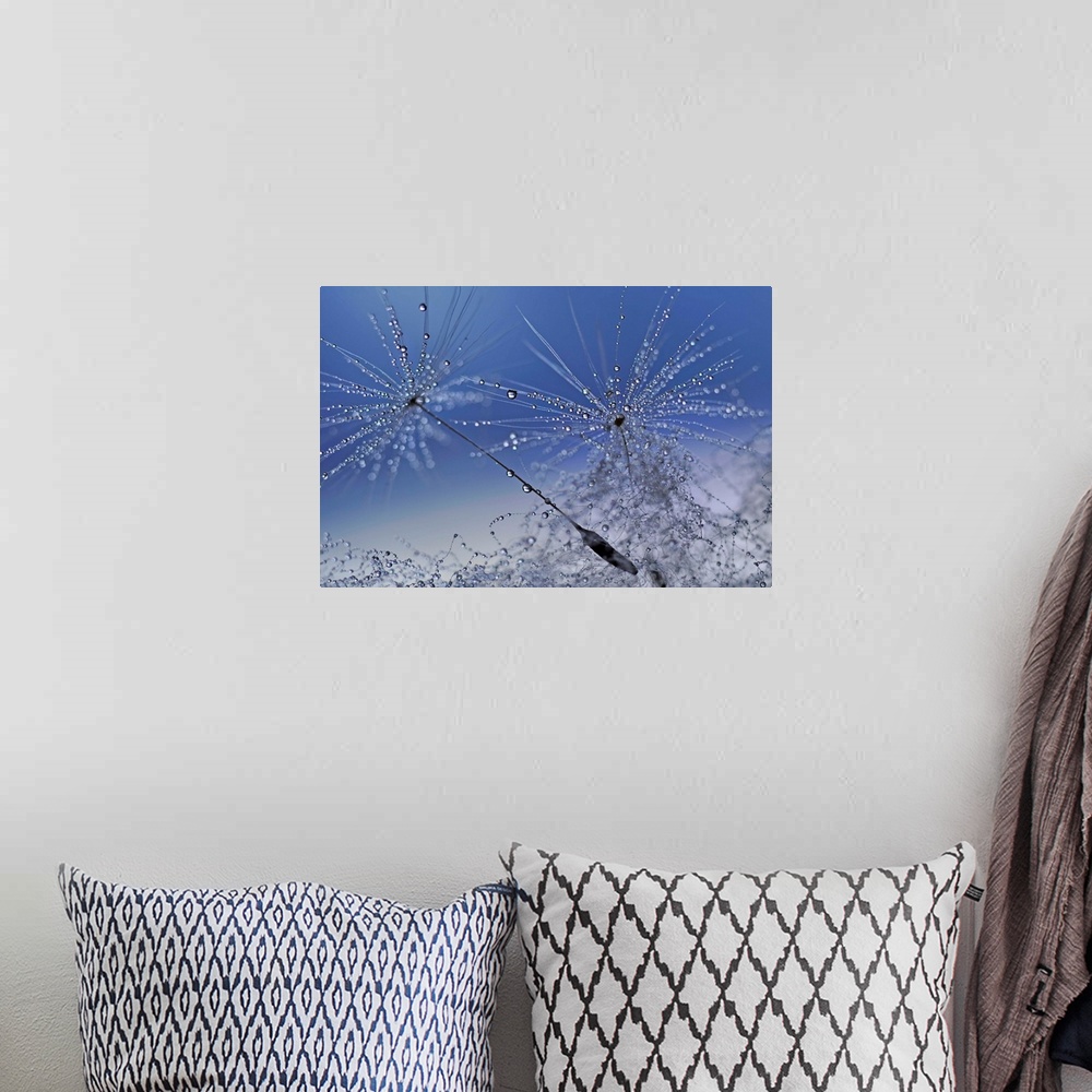 A bohemian room featuring Macro photograph of dandelion seeds covered in tiny drops of water with a blue and gray background.