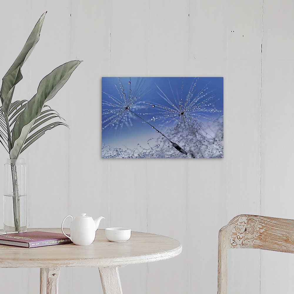 A farmhouse room featuring Macro photograph of dandelion seeds covered in tiny drops of water with a blue and gray background.