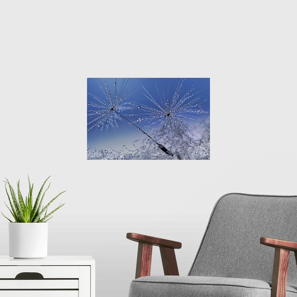 A modern room featuring Macro photograph of dandelion seeds covered in tiny drops of water with a blue and gray background.
