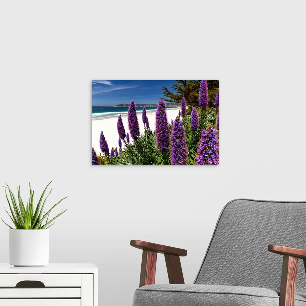 A modern room featuring Blue Wildflowers (Pride of Madeira) blooming along the Pacific beach, Carmel-by the Sea, Monterey...