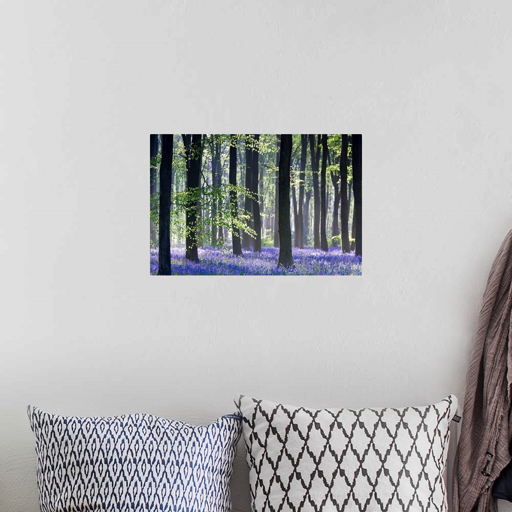 A bohemian room featuring Huge photograph taken of the sun making its way through a dense forest filled with trees and blue...