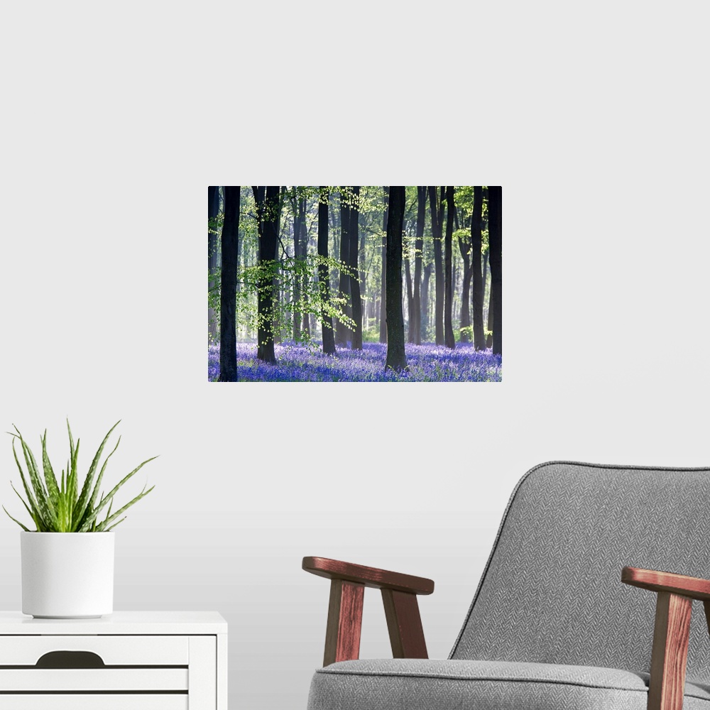 A modern room featuring Huge photograph taken of the sun making its way through a dense forest filled with trees and blue...