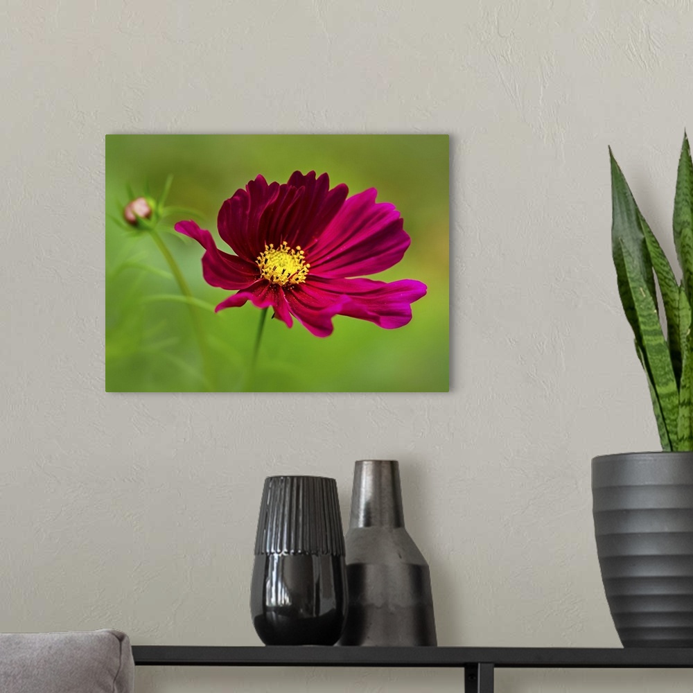 A modern room featuring Closeup of a pink cosmos flower in my garden.