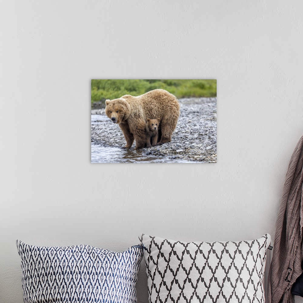 A bohemian room featuring USA, Alaska, Katmai National Park, brown bear (Ursus arctos) sow stands over her cub at river's edge