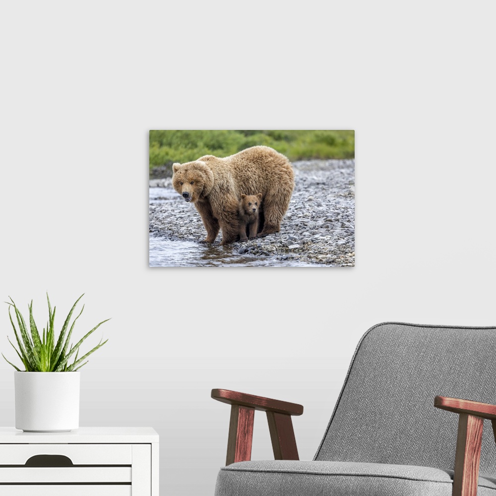 A modern room featuring USA, Alaska, Katmai National Park, brown bear (Ursus arctos) sow stands over her cub at river's edge