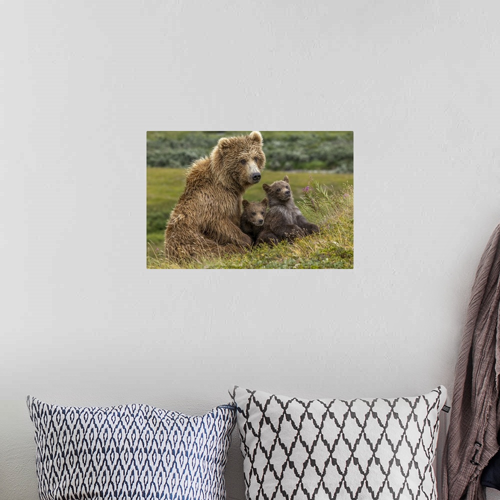 A bohemian room featuring Brown bear sow and two cubs, Katmai National Park, Alaska, USA