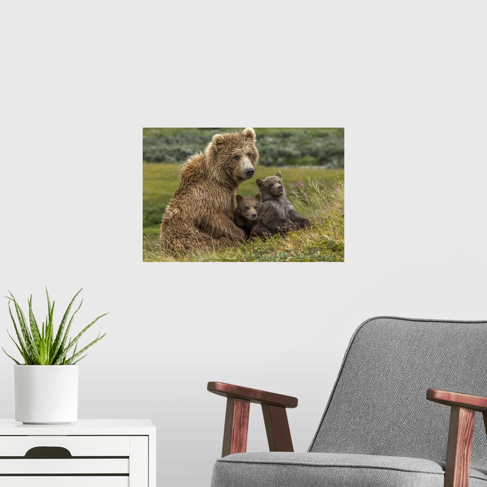 A modern room featuring Brown bear sow and two cubs, Katmai National Park, Alaska, USA