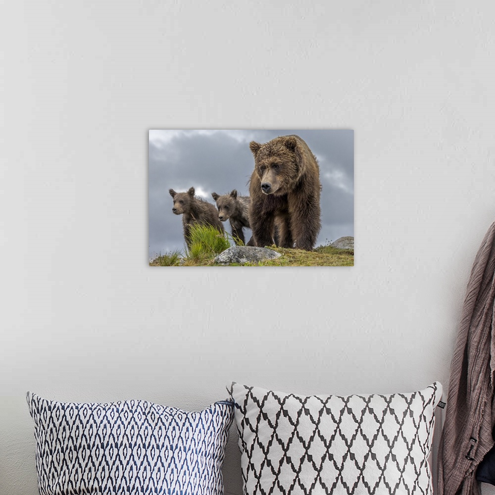 A bohemian room featuring USA, Alaska, Katmai National Park, Brown bear (Ursus arctos) and two first-year cubs