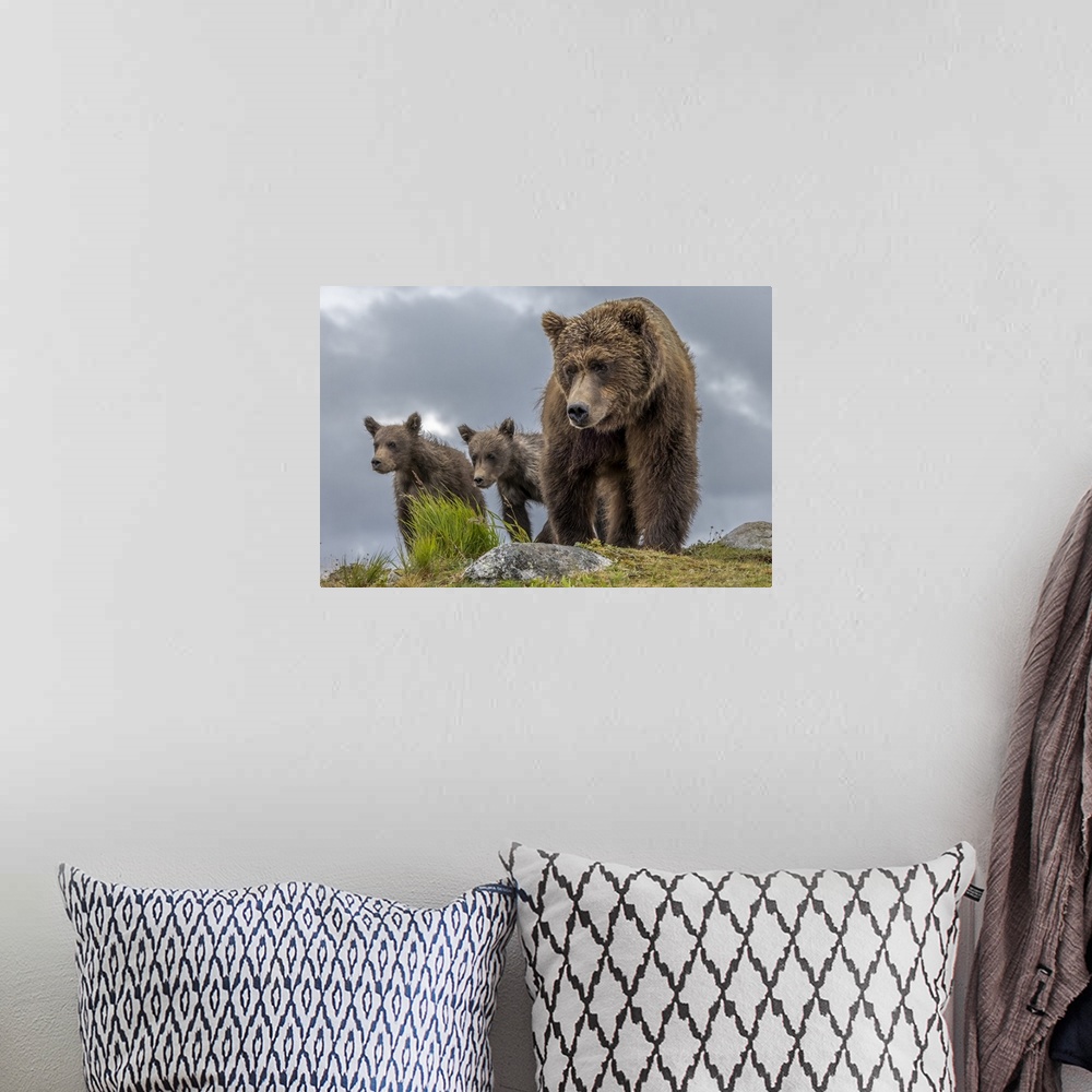 A bohemian room featuring USA, Alaska, Katmai National Park, Brown bear (Ursus arctos) and two first-year cubs