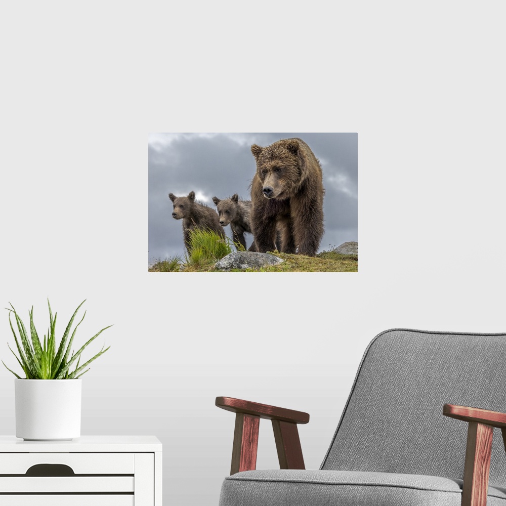 A modern room featuring USA, Alaska, Katmai National Park, Brown bear (Ursus arctos) and two first-year cubs