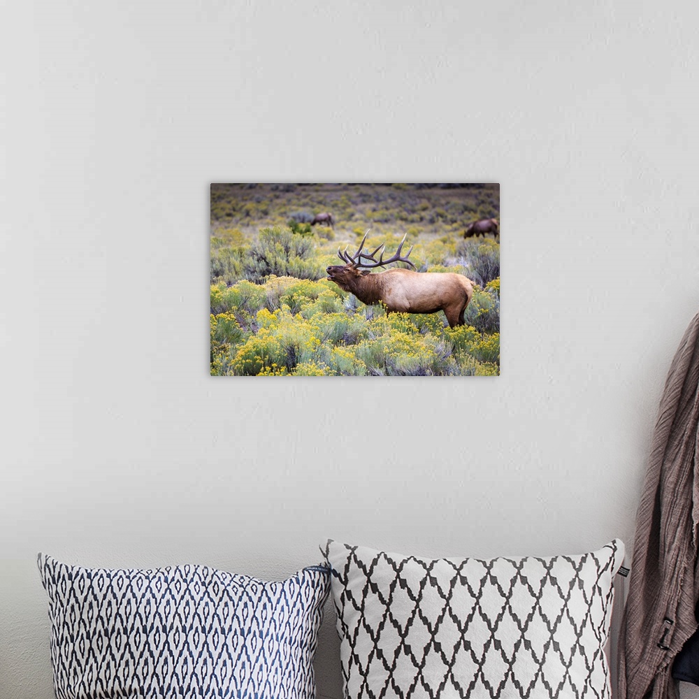 A bohemian room featuring Bugling elk in Yellowstone National Park, Wyoming